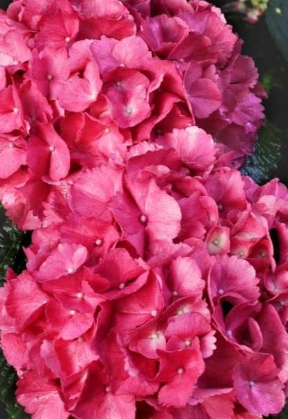 Hortensia Red Baron