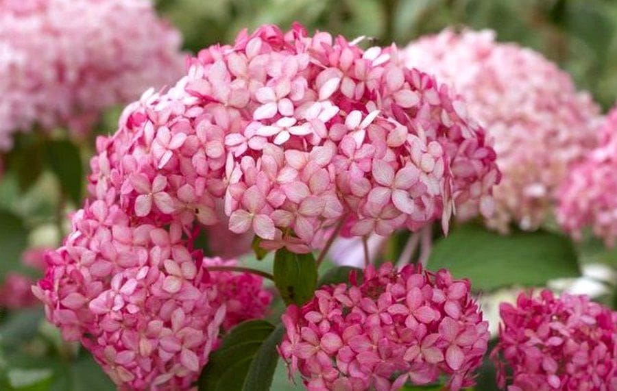 Hydrangea Bubble Gum Candy Bell