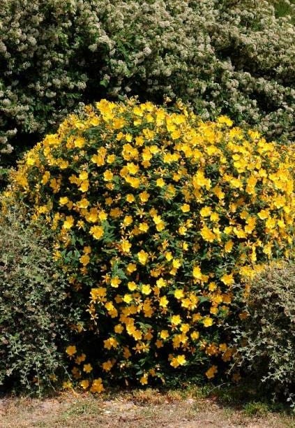 Hypericum hidcote