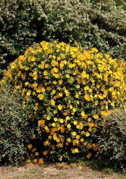 Hypericum Hidcote C5,5L