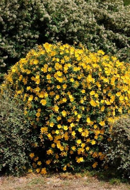 Hypericum Hidcote C7L