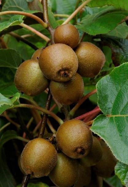 Kiwi jaune femelle Minkigold C2,5L