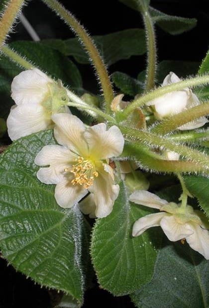 Kiwi jaune Minkimale C2,5L