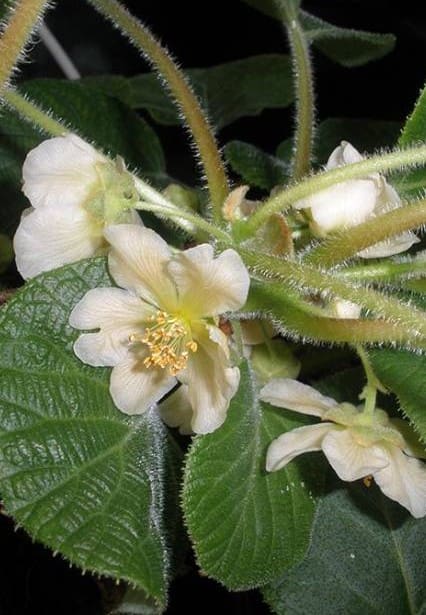 Kiwi Minkimale (mâle)