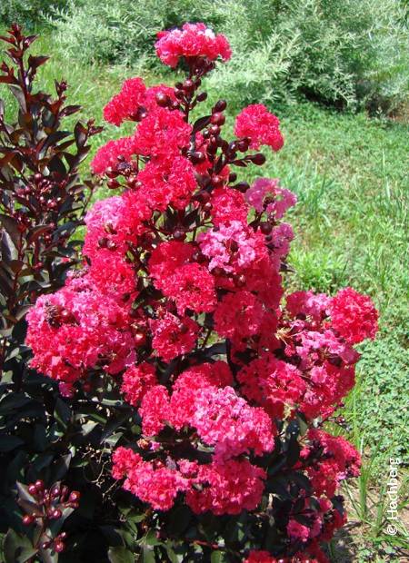 Lagerstroemia ‘Dynamite’