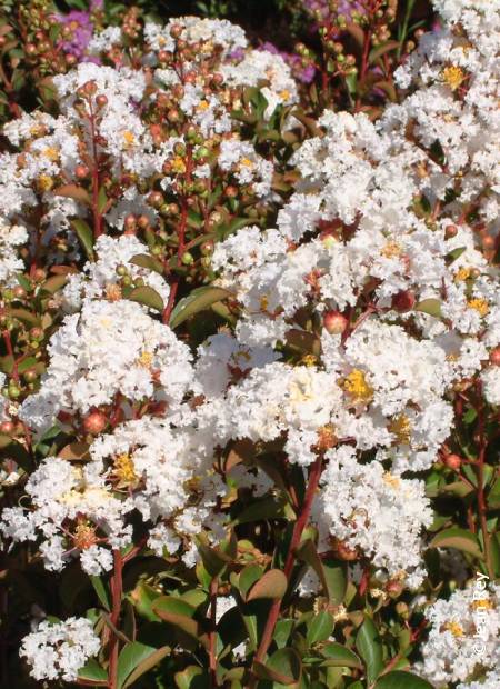 Lagerstroemia ‘Nivea’