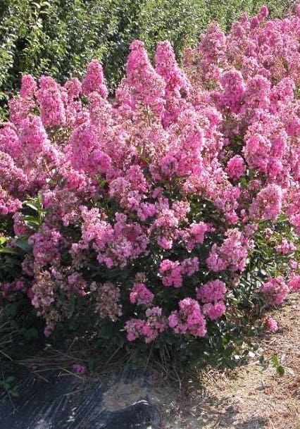 Lagerstroemia ‘Petite Pink’