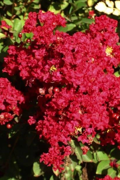 Lagerstroemia ‘Red Imperator’