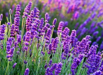 Lavande angustifolia Havana