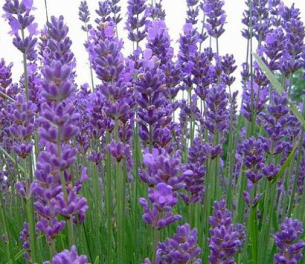 Lavande angustifolia Munstead