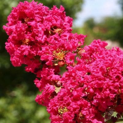 Lilas des Indes Cherry Bouquet