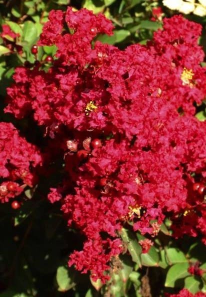 Lilas des Indes Red Filli