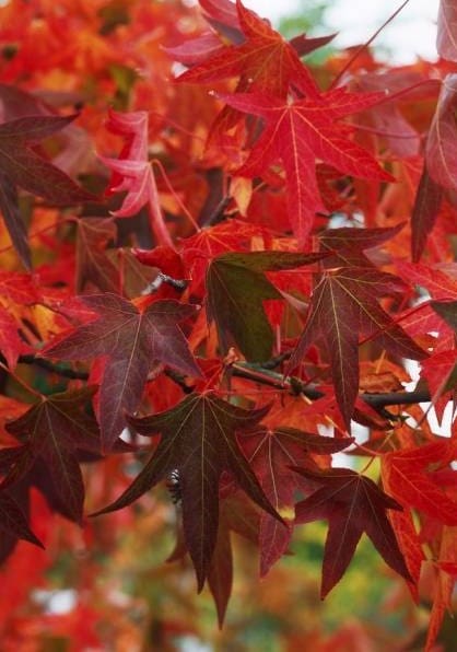 Liquidambar Worplesdon C9L