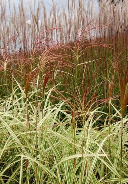 Miscanthus variegatus