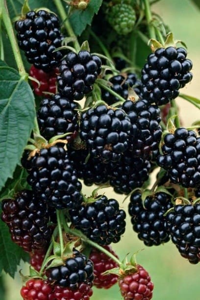 Mûre Géante noire