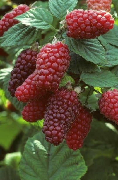 Mûre rouge Tayberry