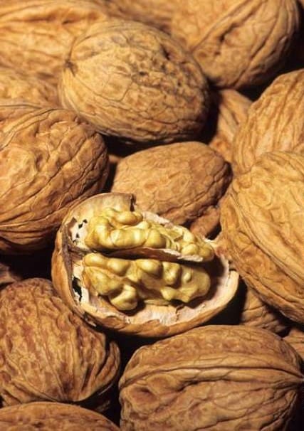 Noyer Franquette greffé