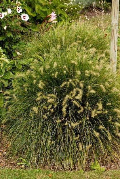Pennisetum alopecuroides