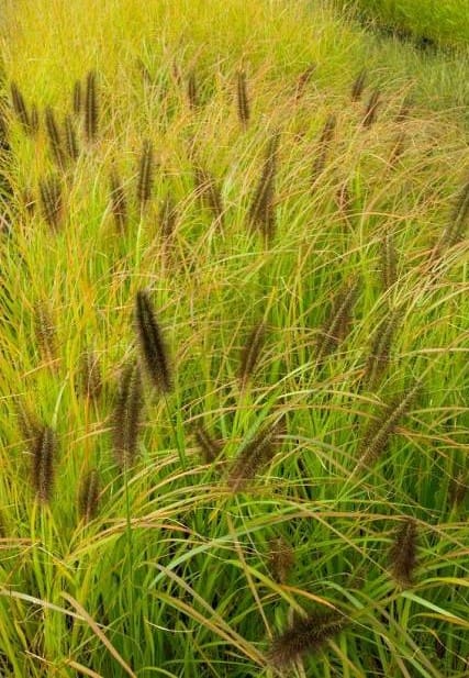Pennisetum alopecuroides Moudry