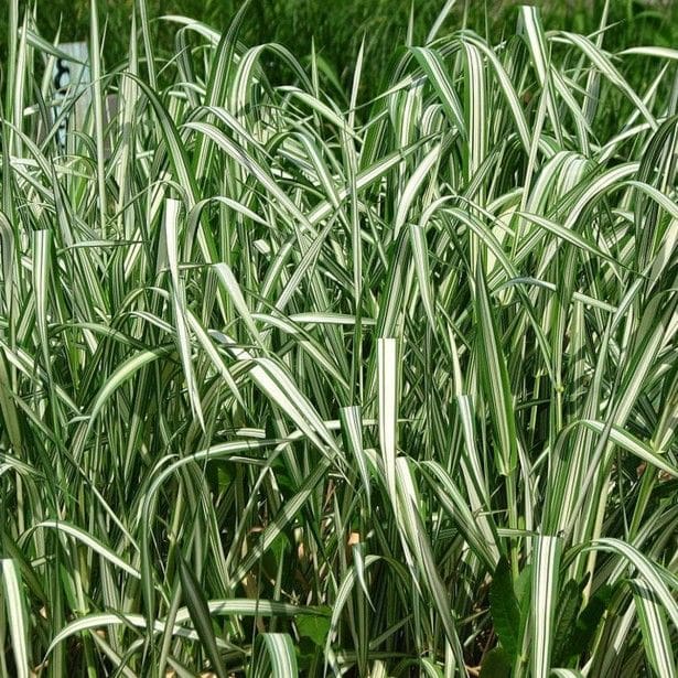 Phalaris arundinacea &lsquo;Picta&rsquo; C5L