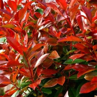 Photinia Red Light 80/90