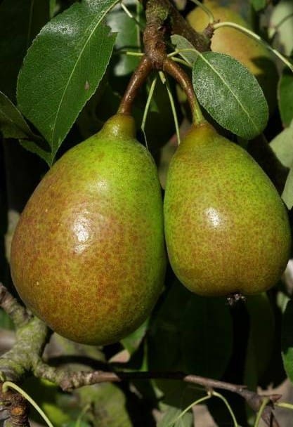 Poirier Louise Bonne