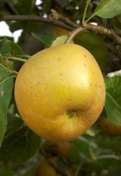 Pommier Reinette Grise du Canada