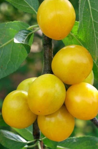 Prunier Mirabelle de Nancy