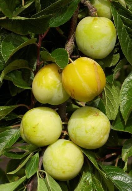 Prunier Reine-Claude d’Oullins