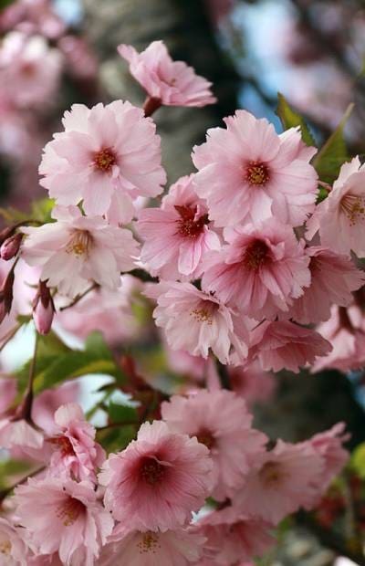 Prunus JFS First Blush