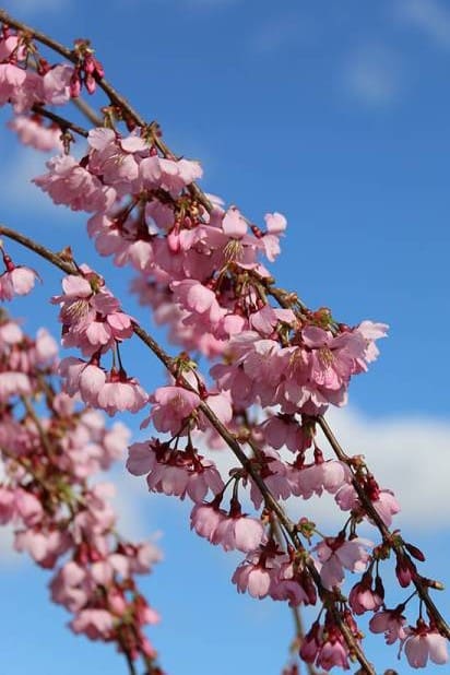Prunus JFS Pink Cascade
