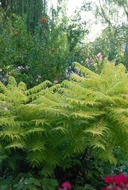 Rhus typhina Tiger Eyes