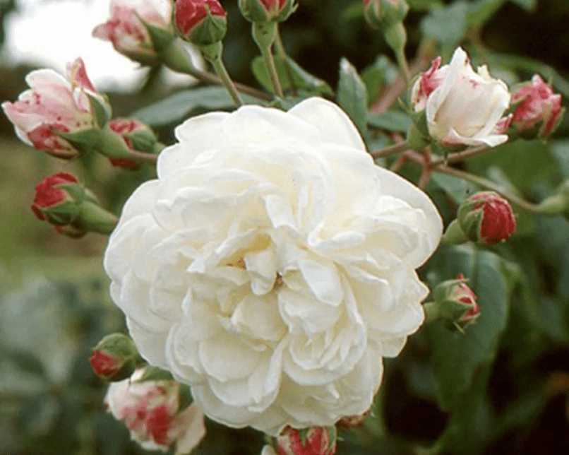 Rosier Aimée Vibert