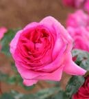 Rosier Bernadette Laffont