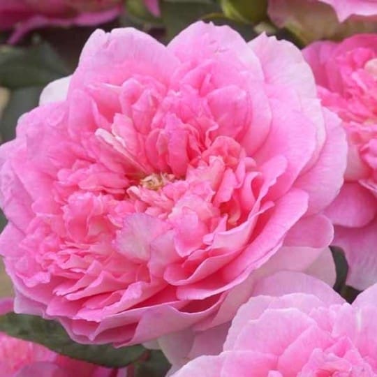 Rosier Bornéo Odore