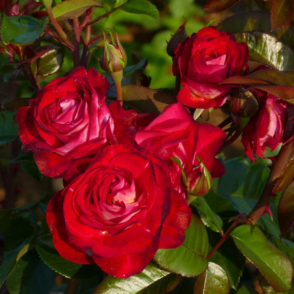 Rosier Chalon en Bourgogne