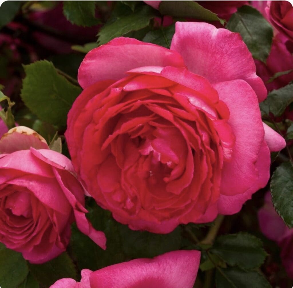 Rosier Cyclamen Pierre de Ronsard