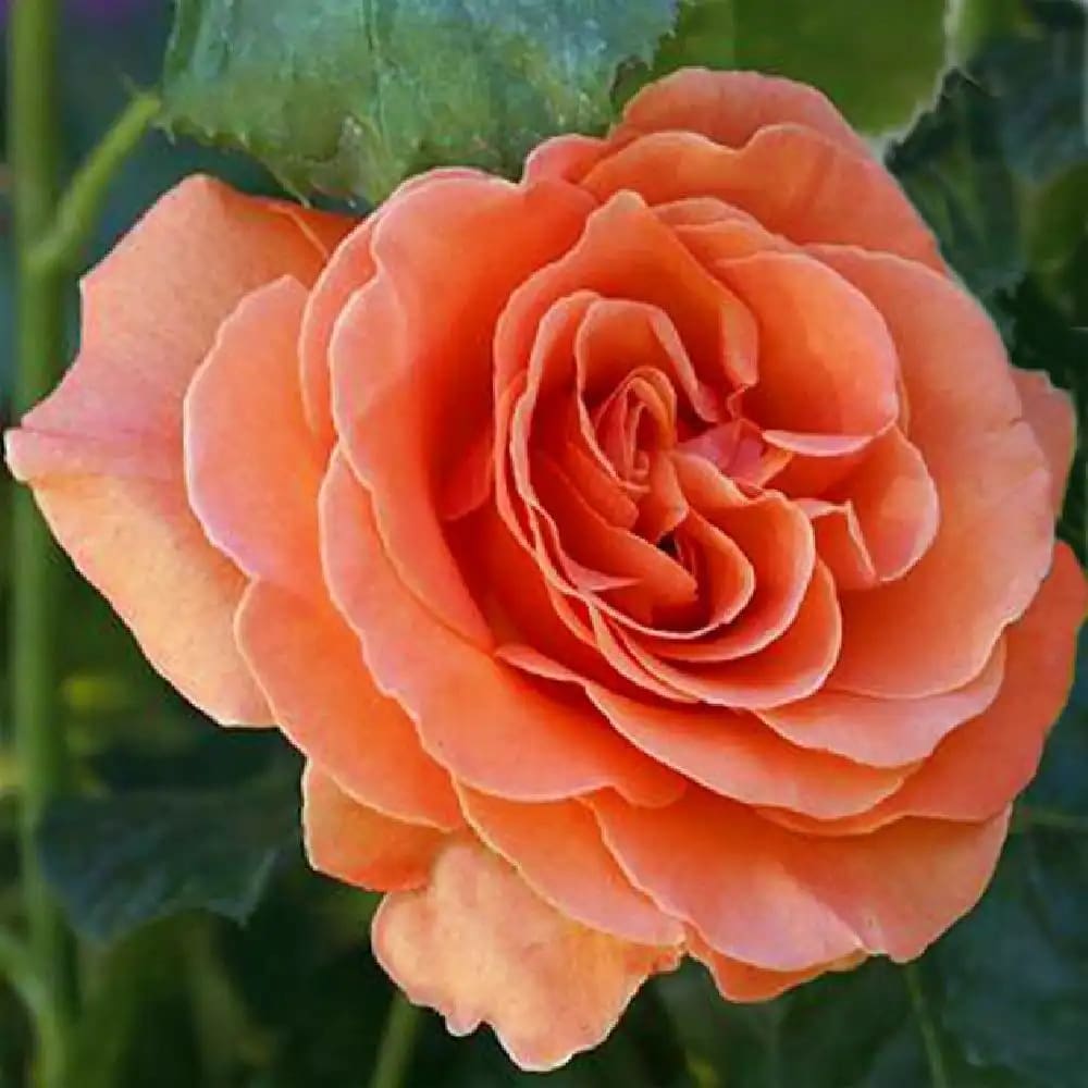 Rosier François Mauriac