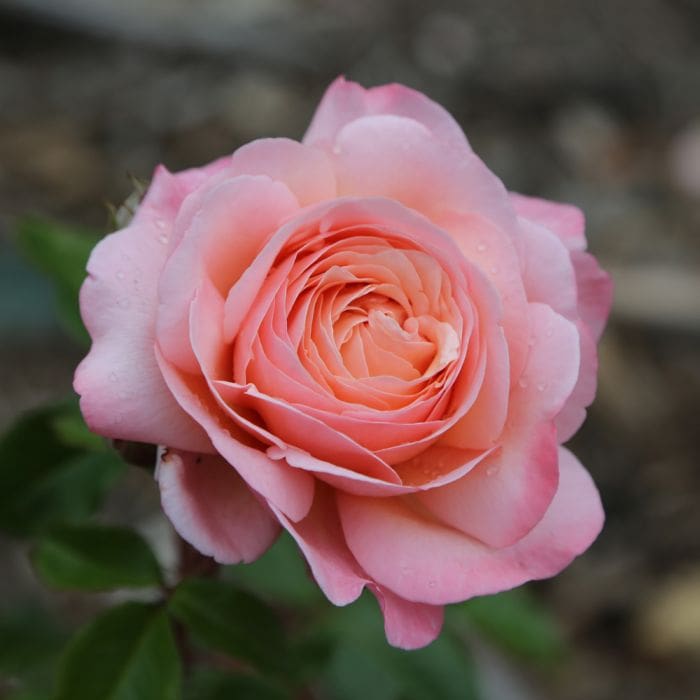 Rosier Jean de La Fontaine