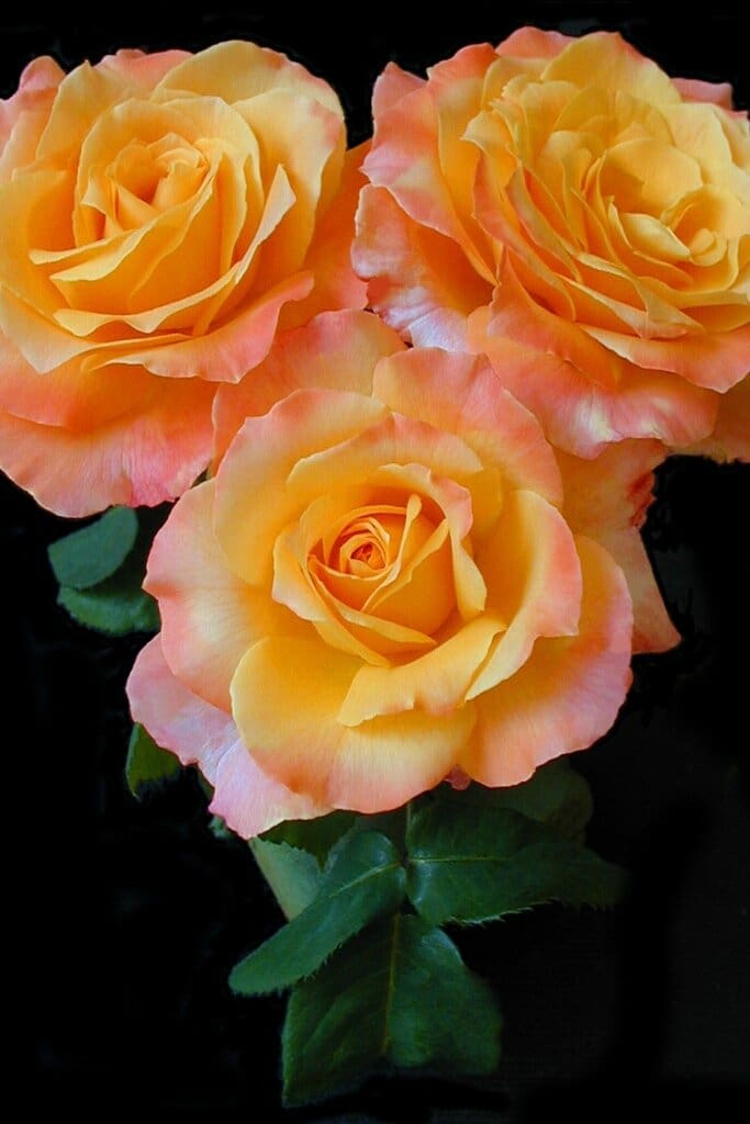 Rosier Jean-Pierre Coffe