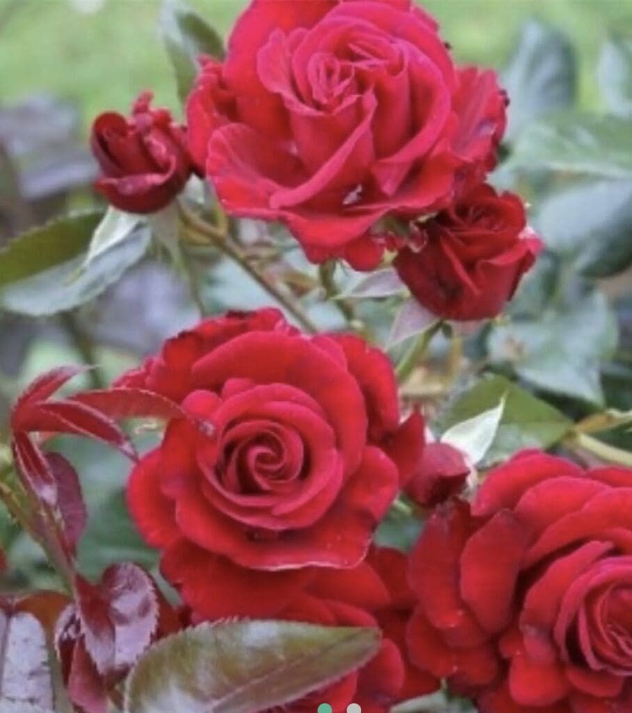 Rosier Le Grand Huit