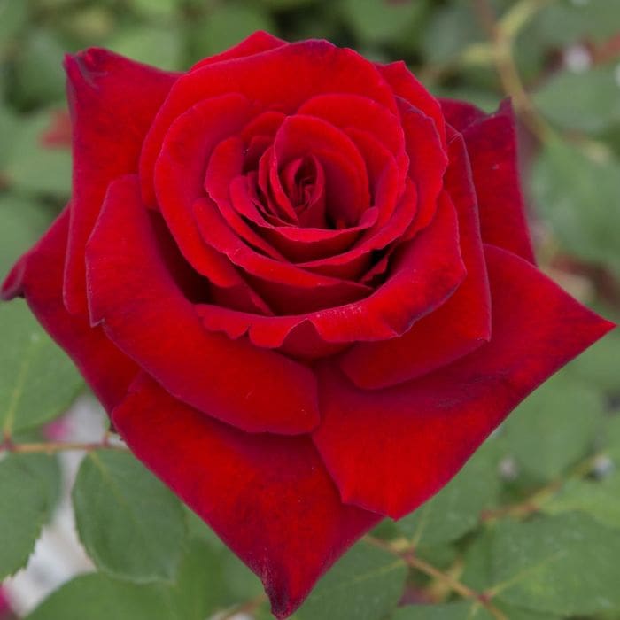 Rosier Marcel Pagnol