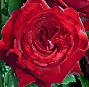 Rosier Noémie de Rothschild