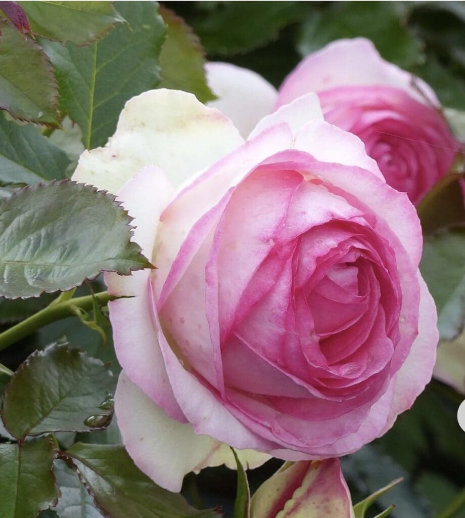 Rosier Pierre de Ronsard