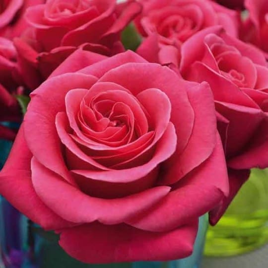 Rosier Pink Voluptia