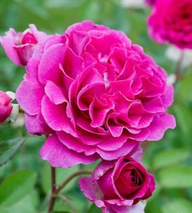 Rosier Purple Voluptia