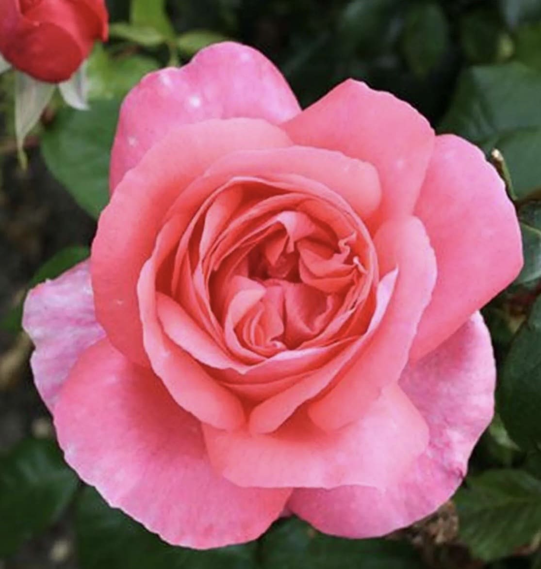 Rosier Spécial Anniversaire