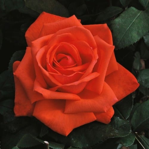 Rosier Super Trouper