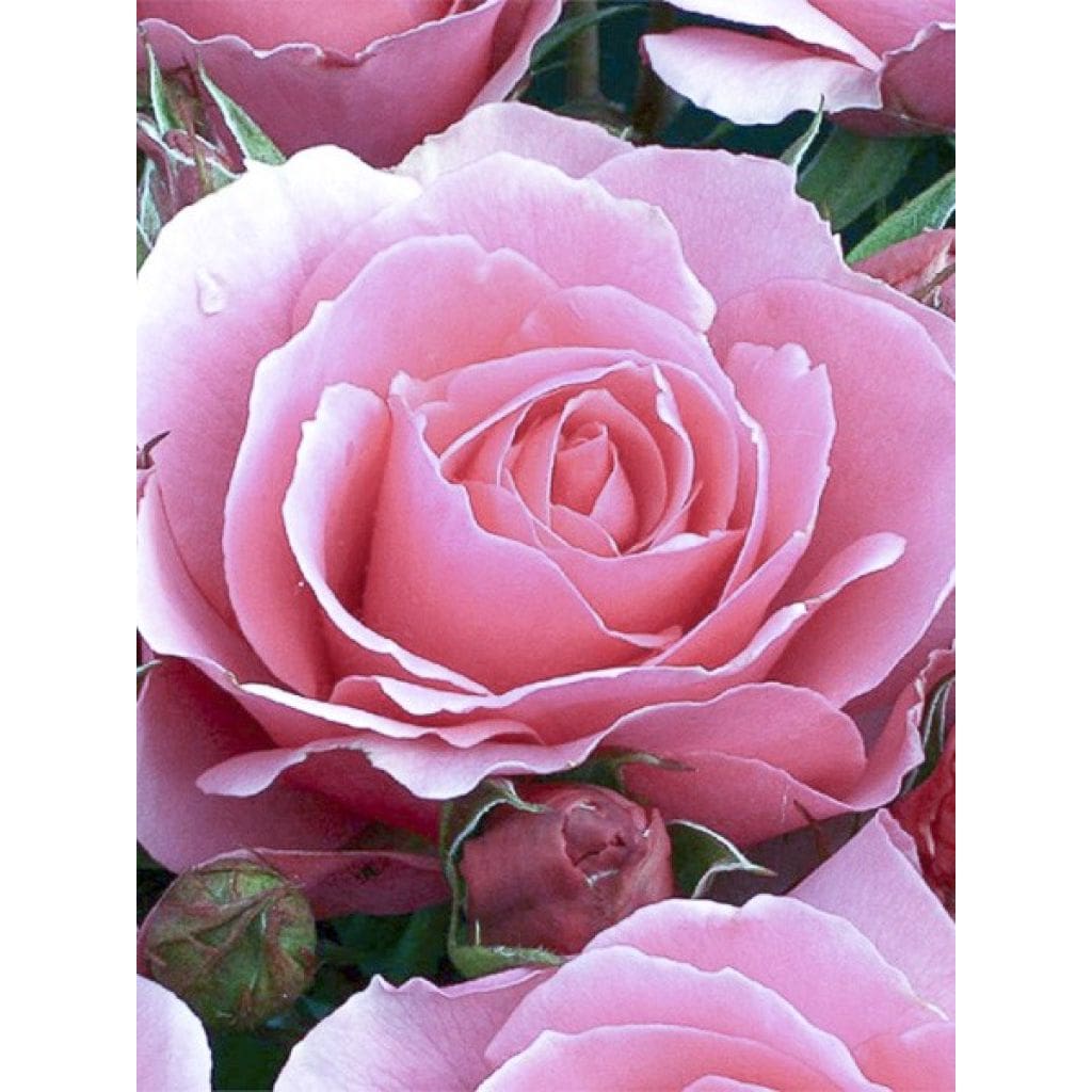 Rosier Ville de Saumur