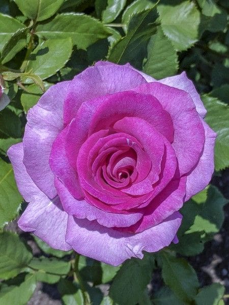 Rosier Violette Parfumée